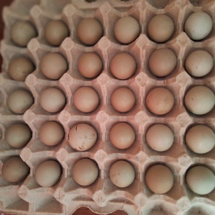 Фазани мисливські яйце 18 грн