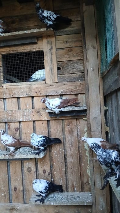 Gołębie ozdobne Wiedyny