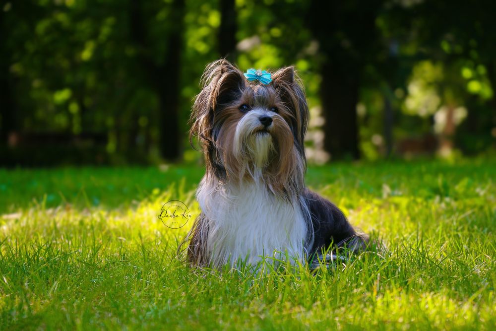 Вязка бивер йорка доки Ксу