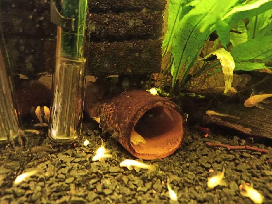 Zbrojniki niebieski glonojad zwykly