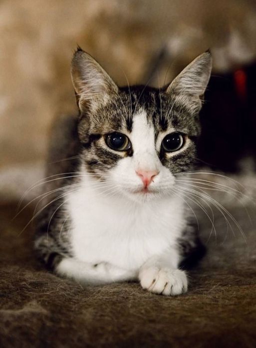 Отдам даром в добрые руки котиков и кошечек