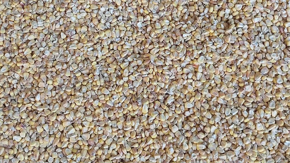 продам кукурузу своя