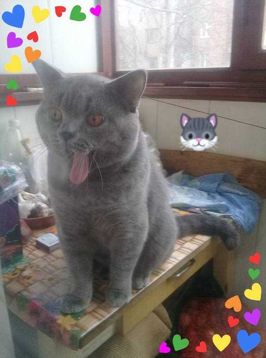 Ждём  на свидание шотландскую вислоухую кошку