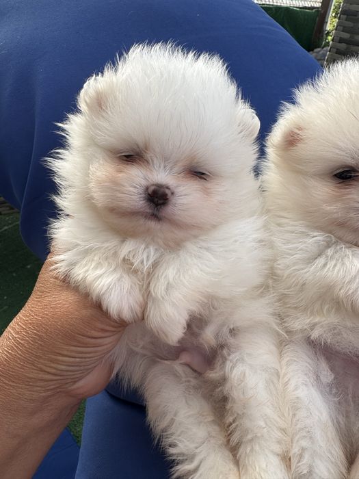 Lulu da Pomerânia Branco MINI com LOP