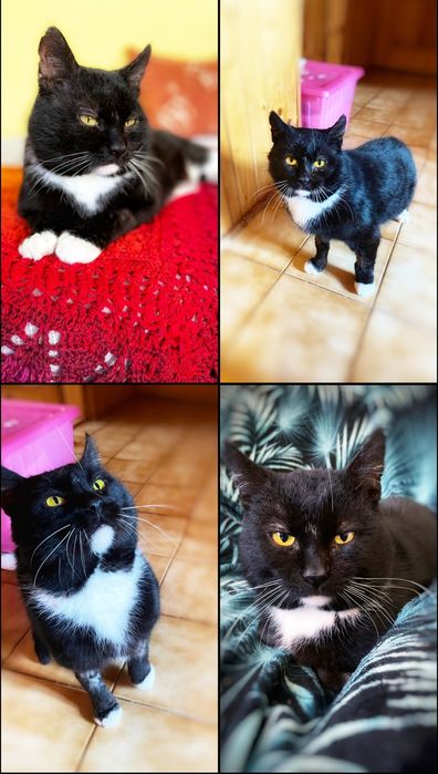 Mistrz relaksu Miecio szuka domu