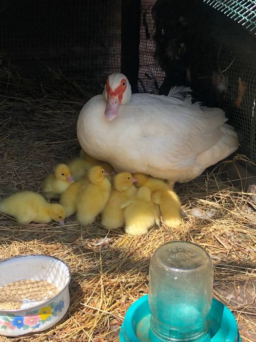 Індокачки Барбара