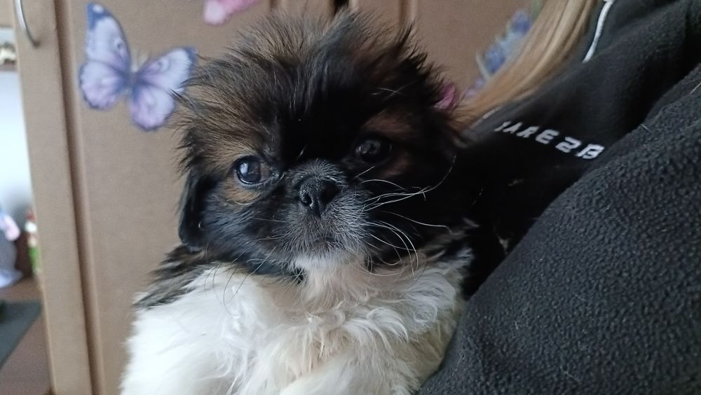 Королівські пекінеси