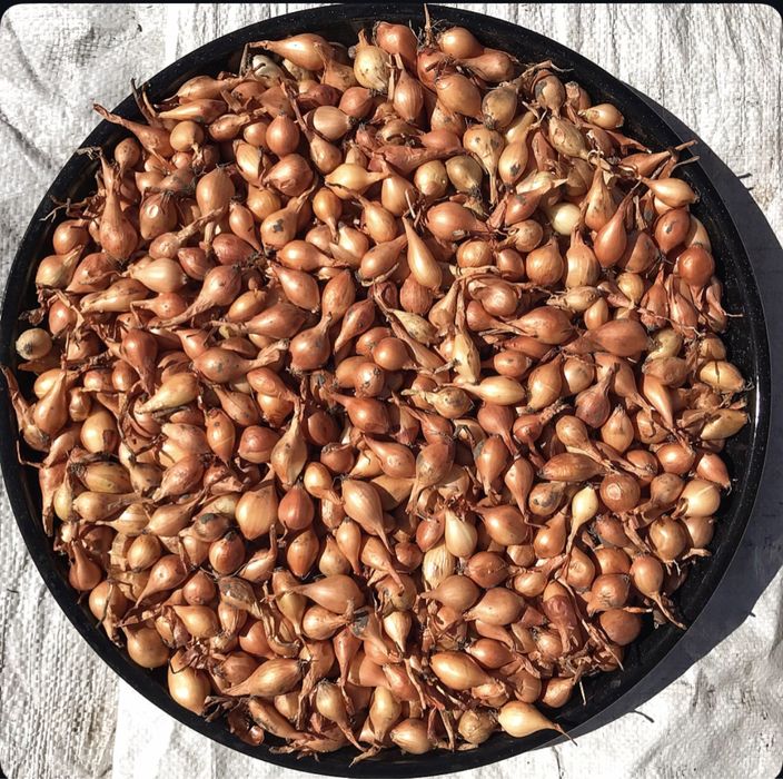 Лук севок   (тиканка, арпажик, димка)