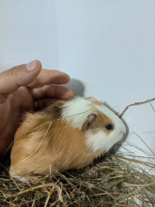 Морська свинка,морські свинки,свинки морські,морська свинка