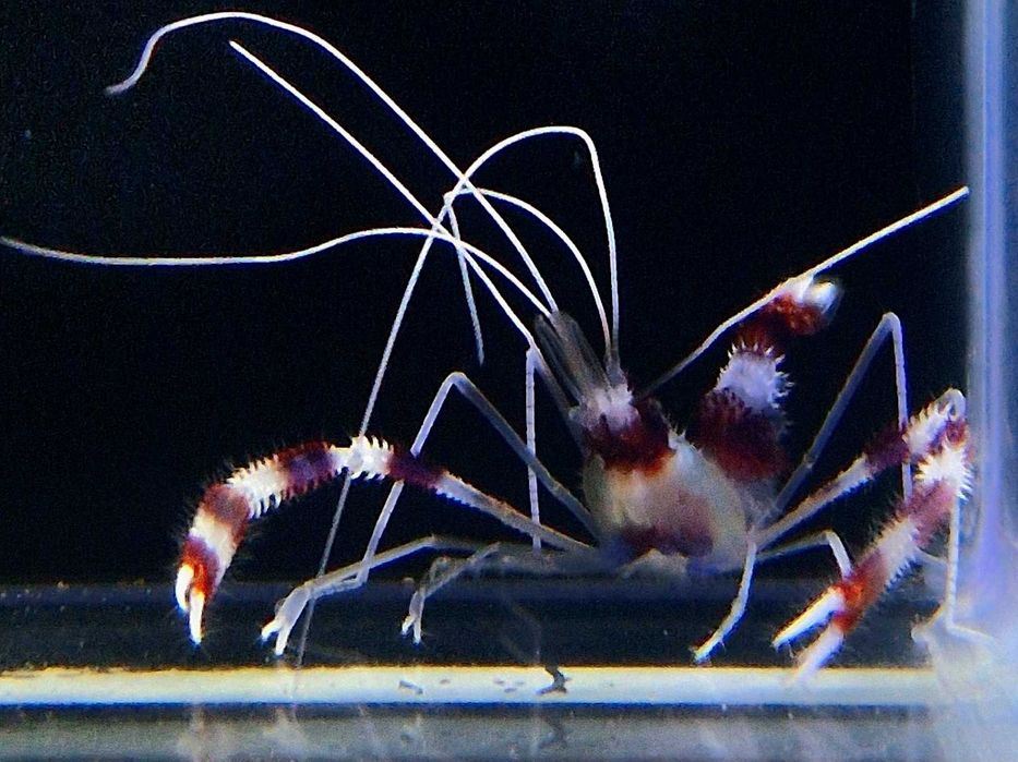 Stenopus hispidus Krewetka boksująca Akwarystyka morska Poznań