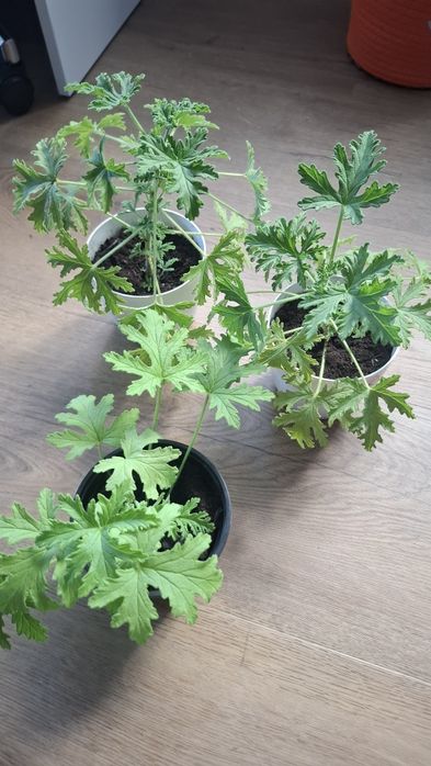 Anginka ,geranium na sprzedaż sadzonki