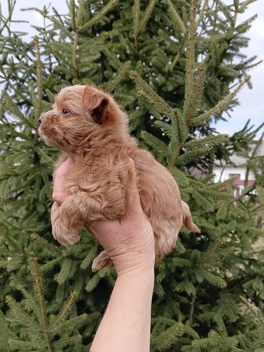 Мальтіпу 3 мальчіка і 1 девочкі