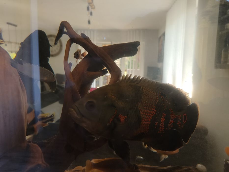 Pielęgnica pawiooka