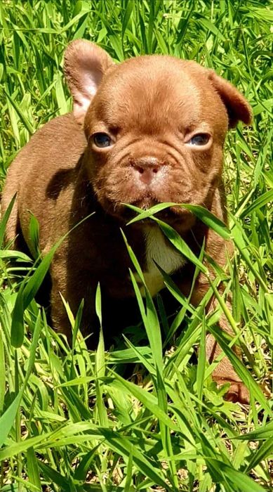 Bulldog francês chocolate