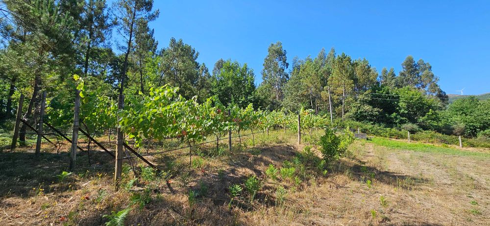 Terreno agrícola com 8.700 m² em Basto (S. Clemente), Celorico de Basto