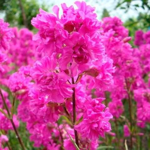 Смолка. Багаторічна.