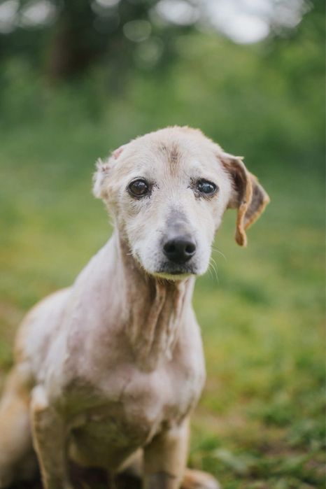 Ofélia para adoção responsável