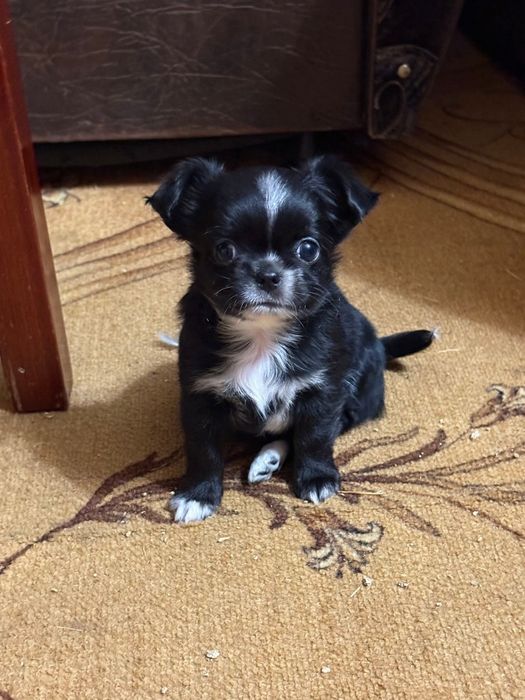 Дві дівчинки чихуахуа