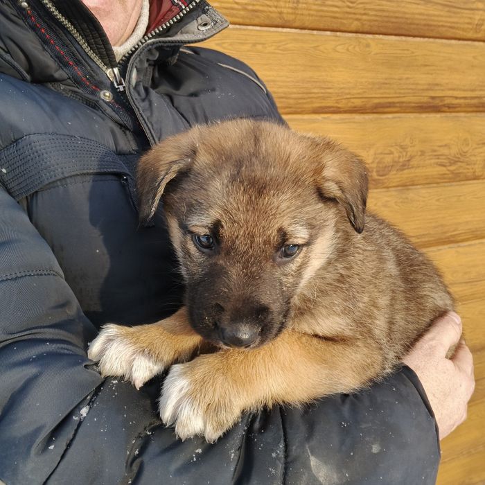 Продам щеня вівчарки