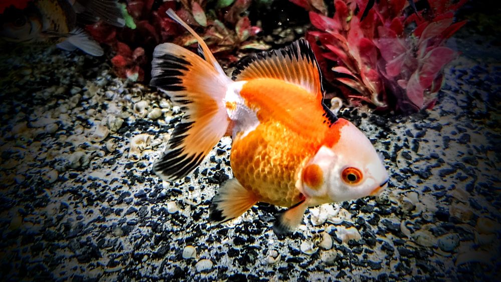 Welonki ,,oranda tricolor,, goldfish welon złota rybka