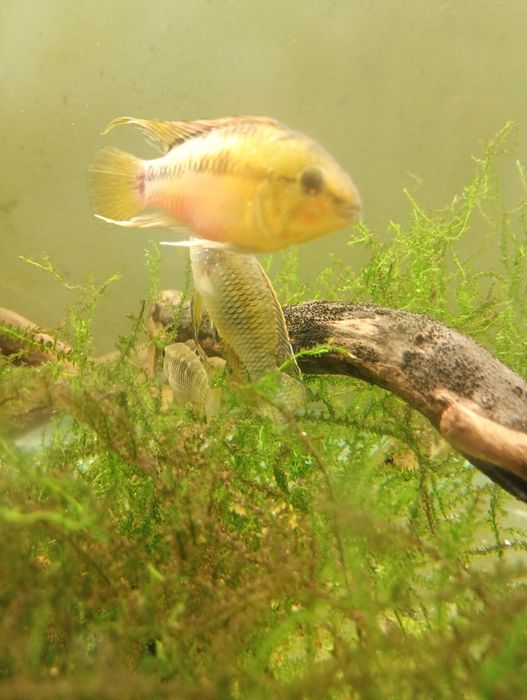 Apistogramma hongsloi samiec