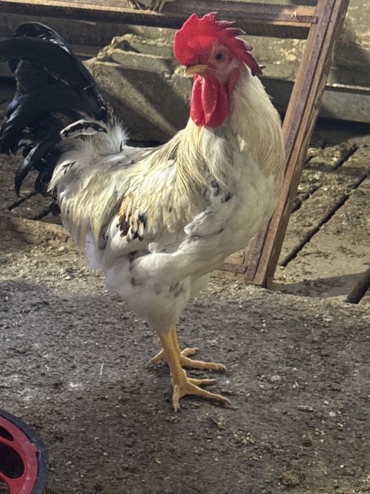 Vendo galo reprodutor