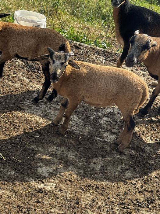 Tryki i Owce Kameruńskie