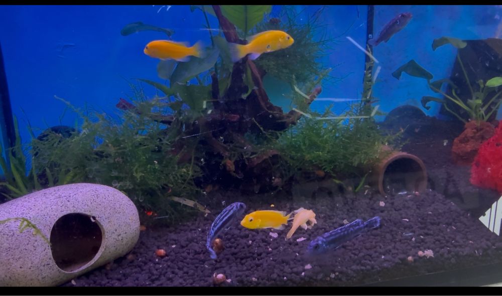 Ciclideos do lago Malawi