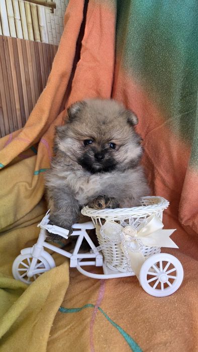 Померанский шпиц мини