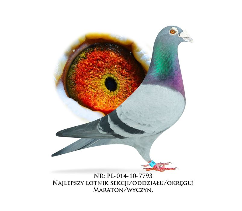 Gołębie pocztowe po wdowcach od wielokrotnego Mistrza okręgu, rejonu