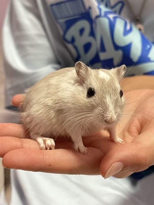 Піщанки милі гризуни