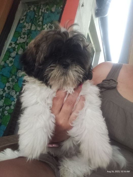 Shih tzu  shih tzu