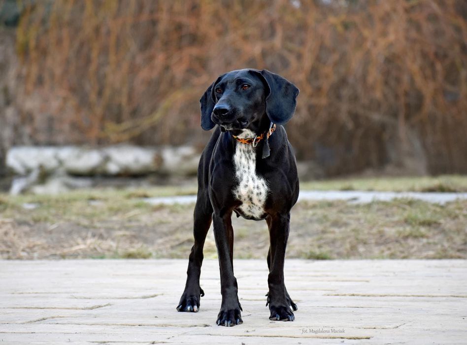 Kreta suczka do adopcji