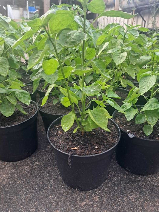 Malagueta Carolina Reaper
