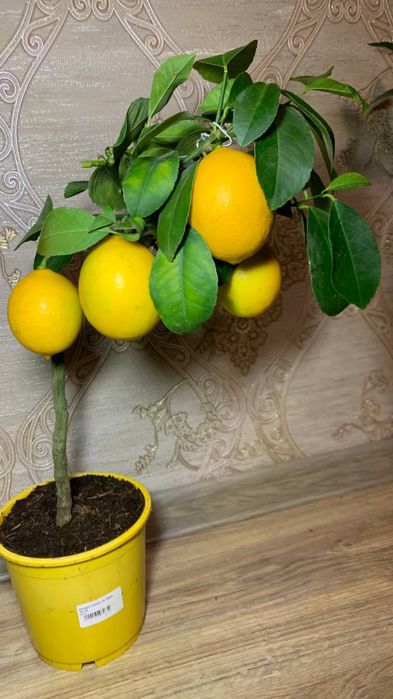 Лимон   Мейєра