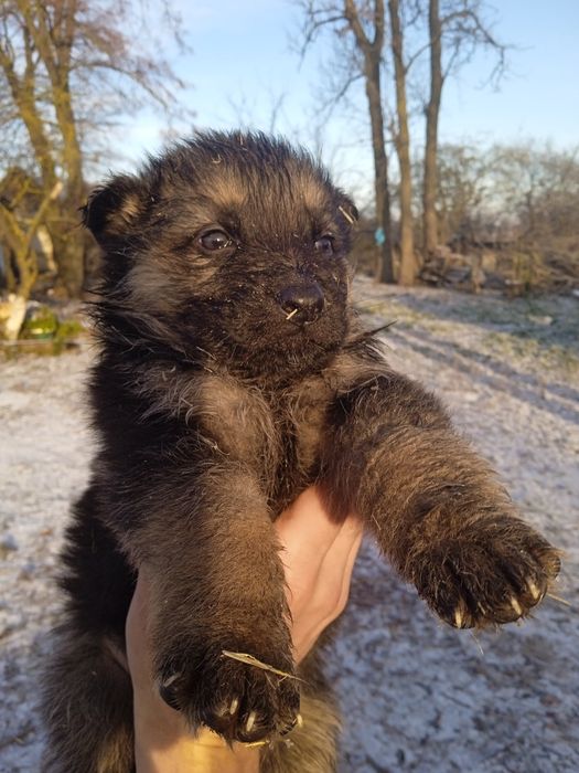 Цуценя німецька вівчарка два місяці