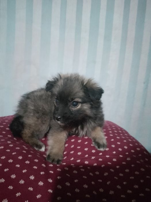 Цуцик красива девочка