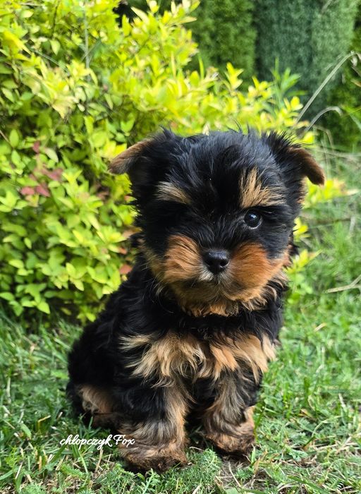 Yorkshire terrier piesek czarno złoty york