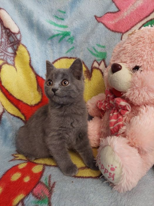 Шотландська прямовуха дівчинка