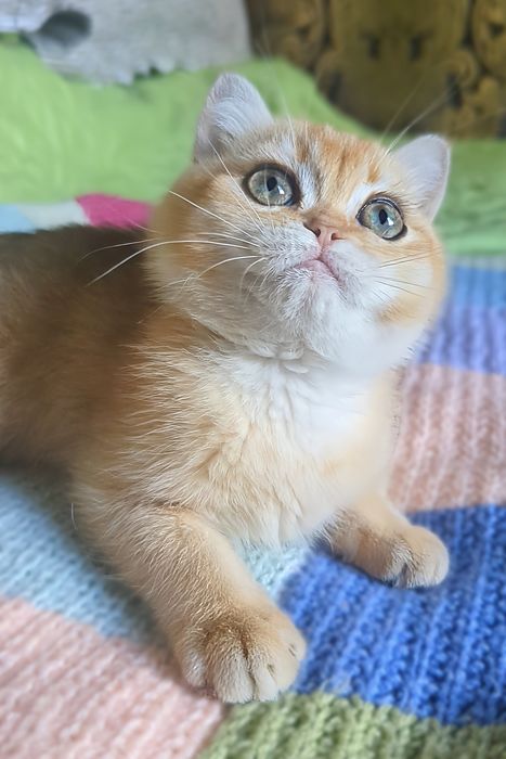 Яркая золотая шиншила
