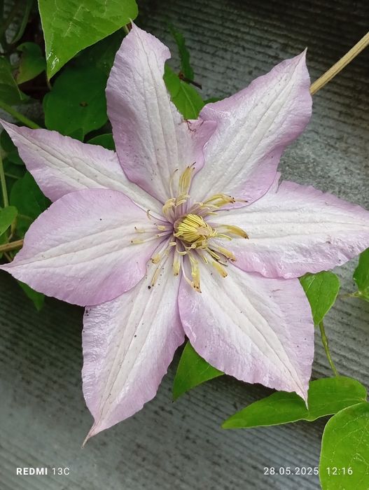 Клематис бузковий ранній велика квітка