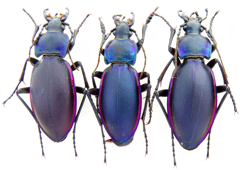 жужелиця фіолетова, коллекция насекомые комахи, жуки, ентомологія