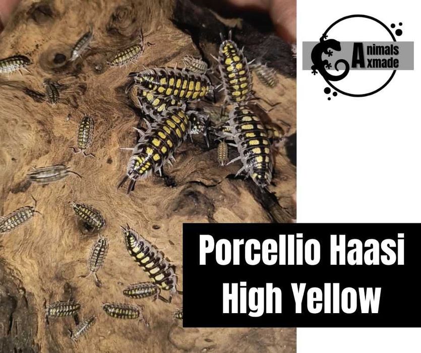 Isopody Porcellio Haasi High Yellow