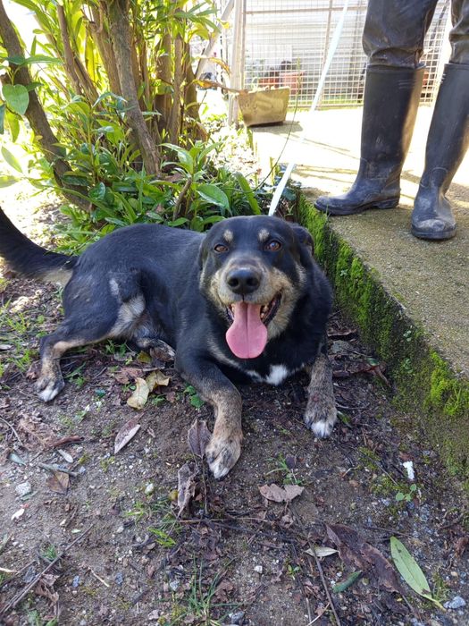 Cao de 6 aninhos para adopção 8