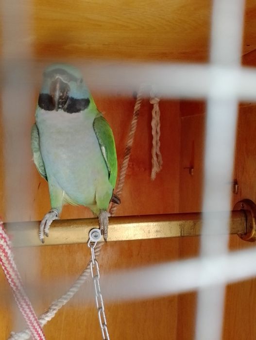 Sprzedam bażanty złote