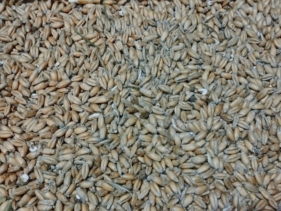 Pszenżyto belcanto 2025