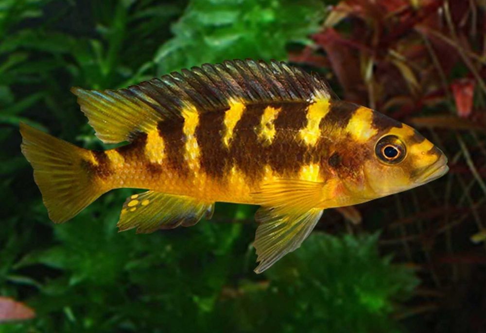 GB MALAWI Pyszczak Crabro - Szerszeń - dowóz ryb!