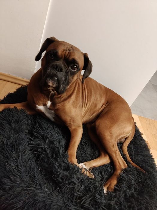 Oddam Psa Boksera w dobre ręce
