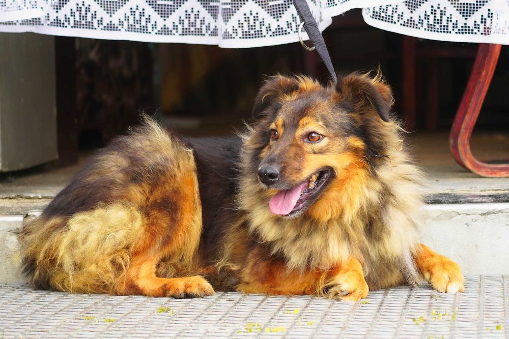 Fasta - kudlata suczka szuka domu