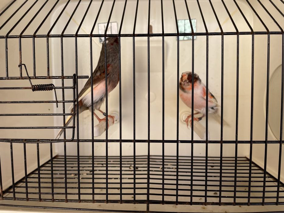 Canario Arlequim português